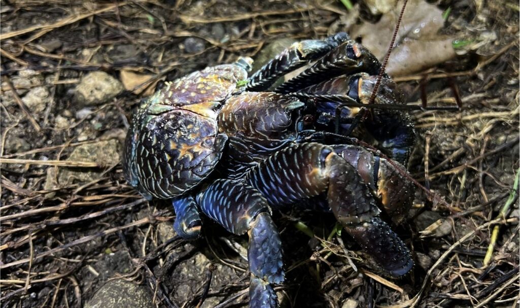 石垣島の夜の森で発見した青い体色と大きなハサミが特徴の野生のヤシガニ
