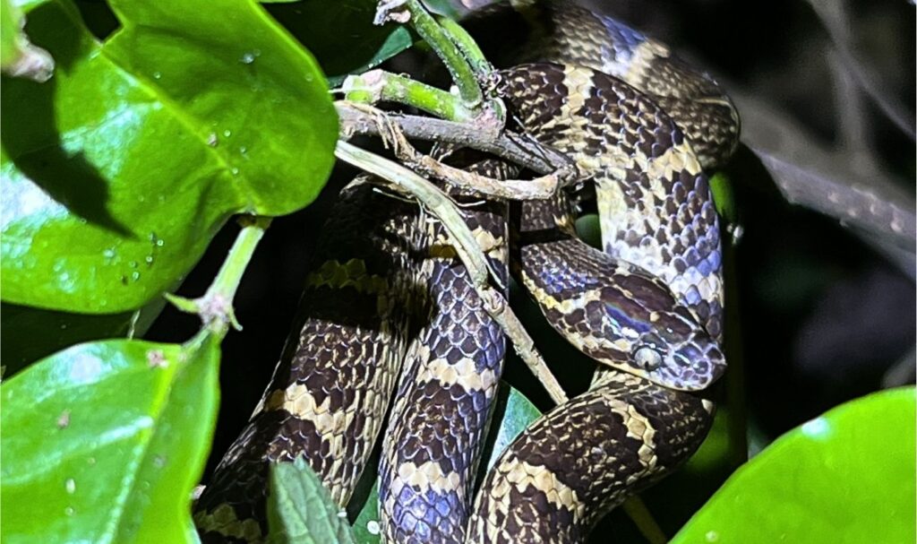 石垣島のナイトサファリツアーで遭遇した木の上に潜む珍しい無毒のヘビのサキシママダラ