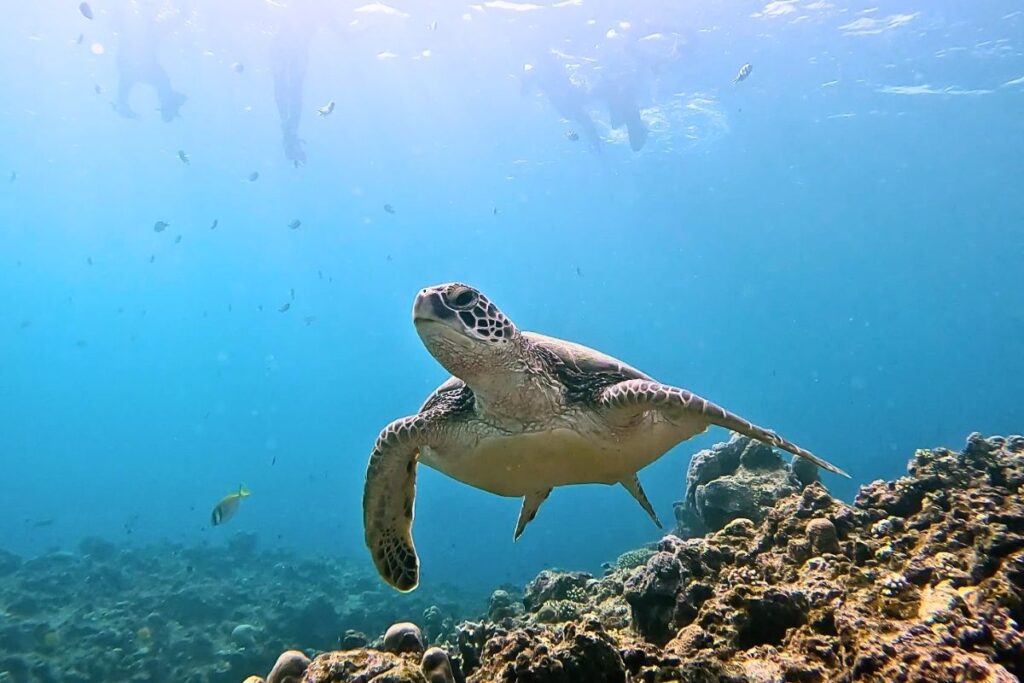 サンゴ礁が広がる石垣島のクリアな海を優雅に遊泳するウミガメと水面で見守るシュノーケラーたち